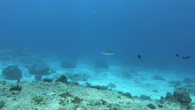 水肺潜水海底沉船水下鱼珊瑚鱼群