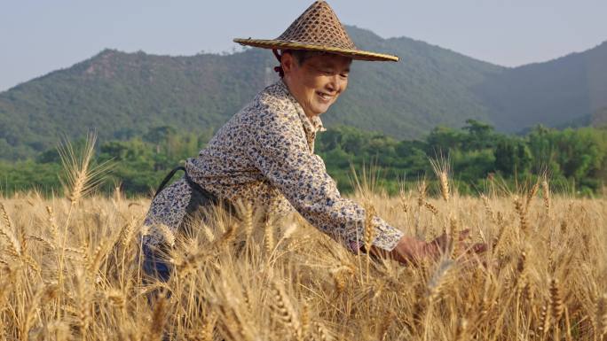 麦子麦田农民丰收笑脸