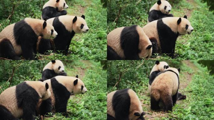 三只大熊猫等待喂食