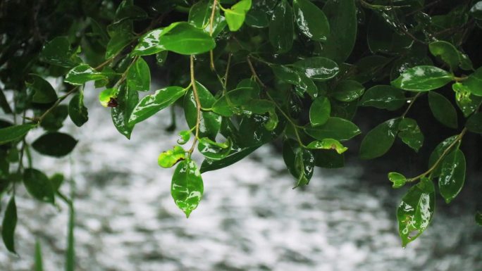 雨中绿植 叶子上的雨滴