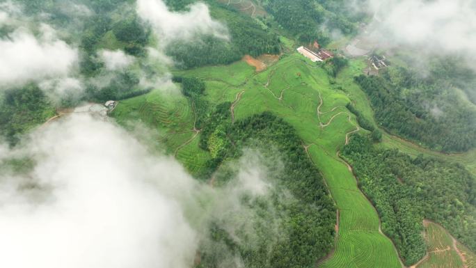 航拍雨后高山茶园