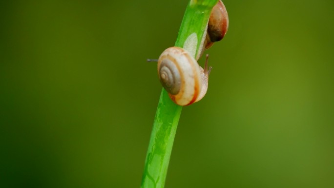 蜗牛 蜗娄牛 软体动物4