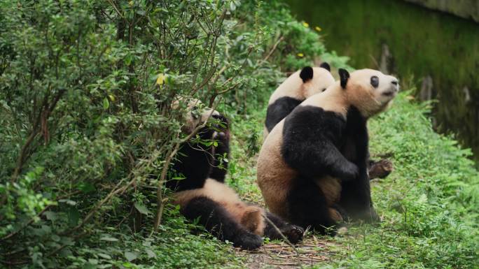 成都熊猫基地可爱大熊猫排排坐站立拿苹果吃