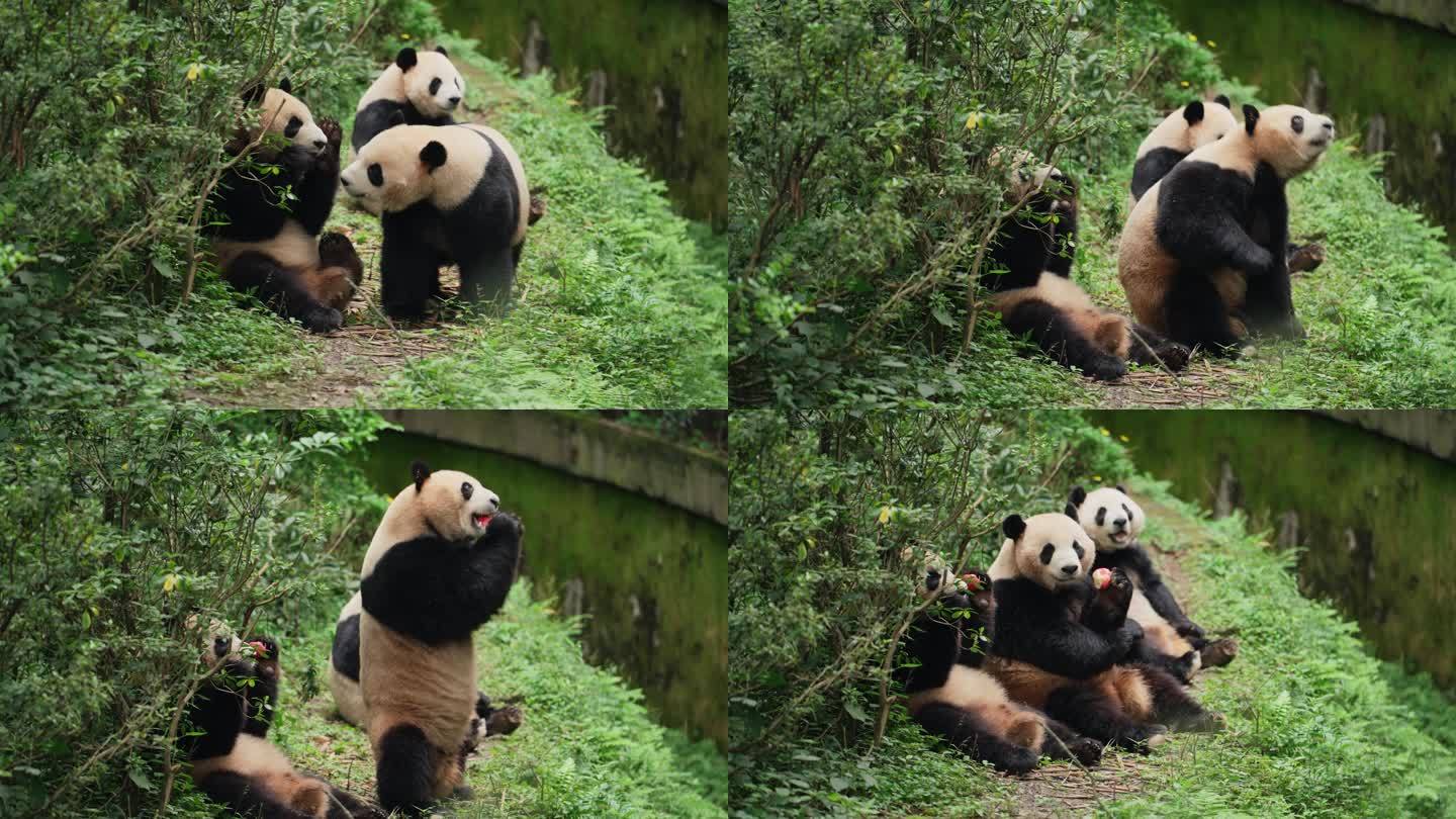 成都熊猫基地可爱大熊猫排排坐站立拿苹果吃
