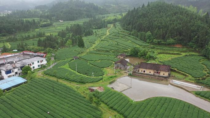 韶关乳源洛阳镇航拍茶叶种植基地