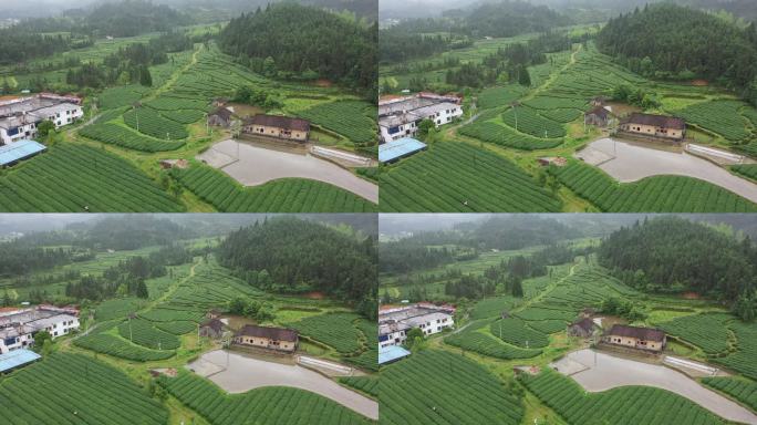 韶关乳源洛阳镇航拍茶叶种植基地