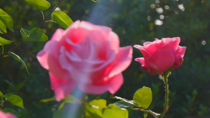 月季 月季花 月月红 四季花002