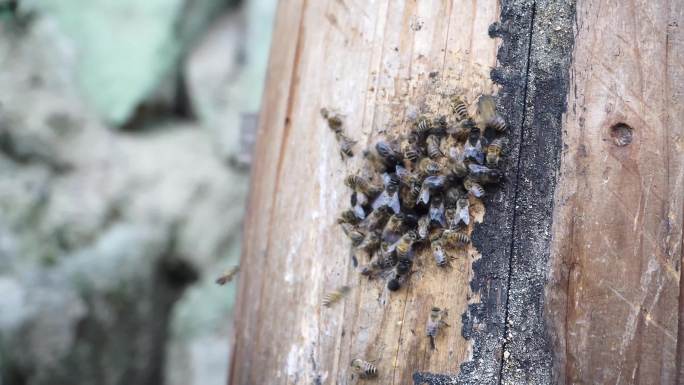蜜蜂聚集在蜂笼入口