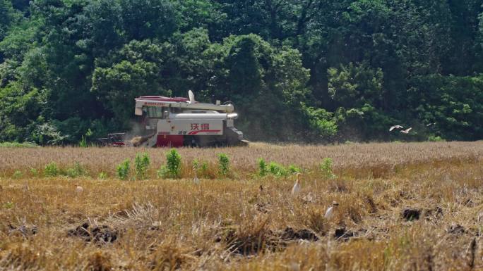 现代化新农村 麦子收割机