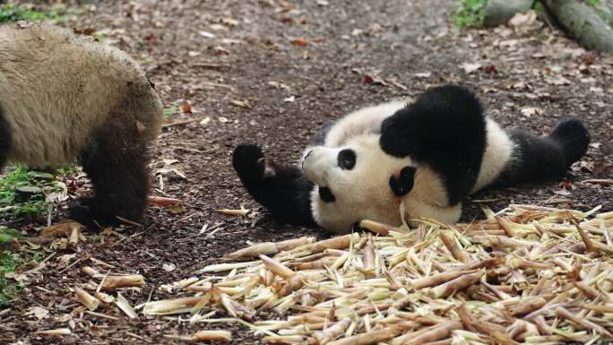 两只可爱大熊猫吃竹笋特写镜头