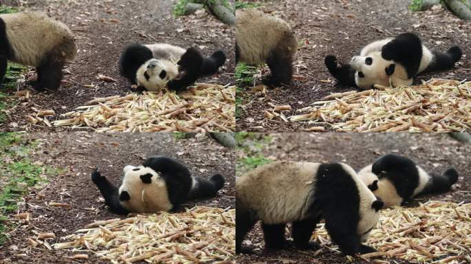 两只可爱大熊猫吃竹笋特写镜头