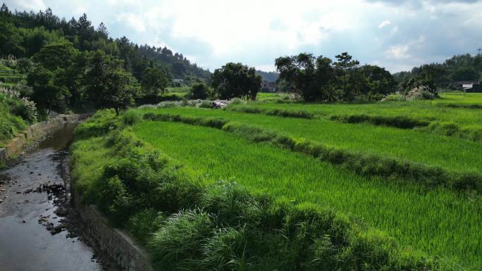 乡村稻田舒适治愈风景