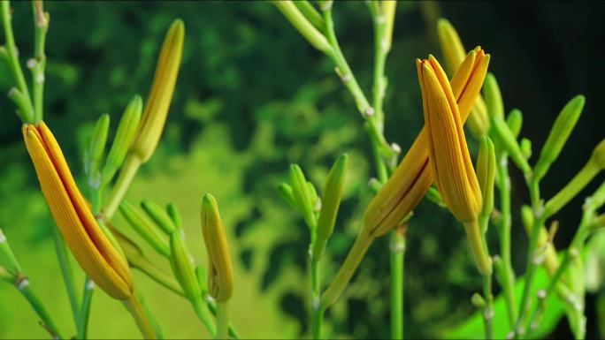 萱草 开花 金色 母亲花 母亲节 延时