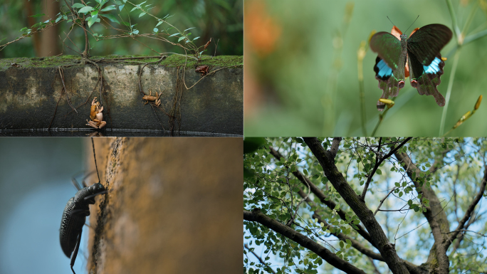 森林昆虫蝴蝶蚂蚁阳光泉水生态