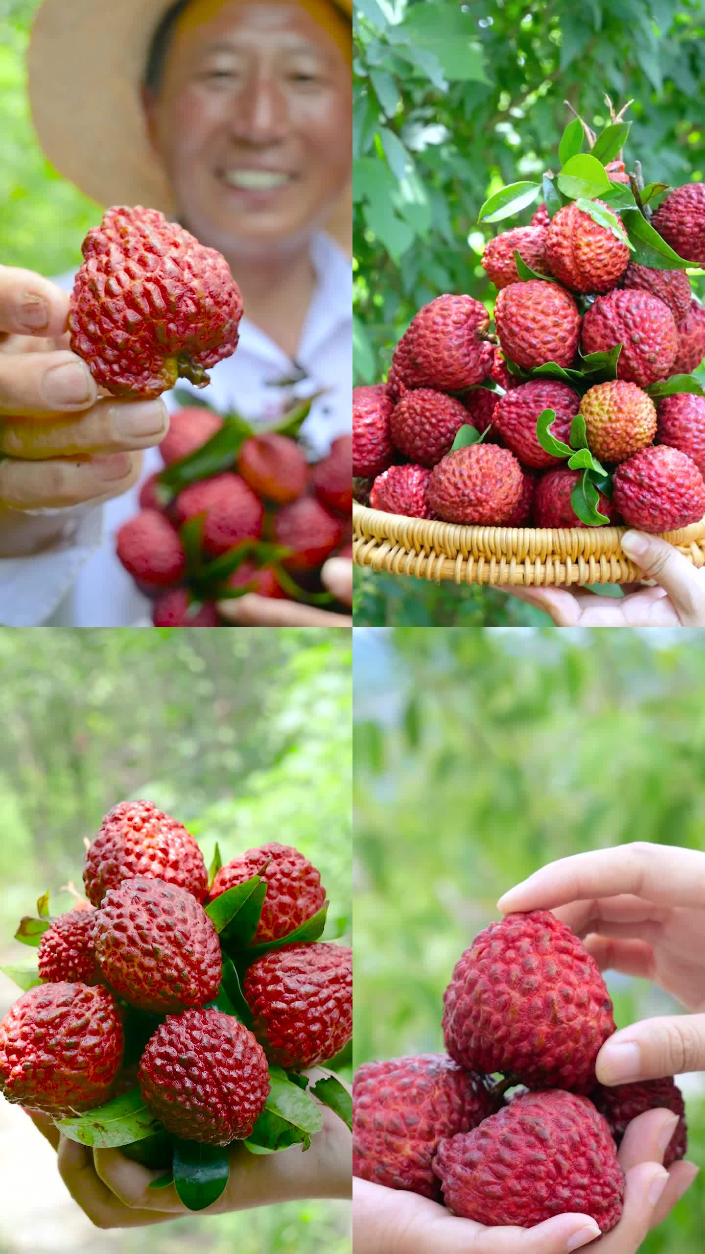 荔枝王 海南荔枝王