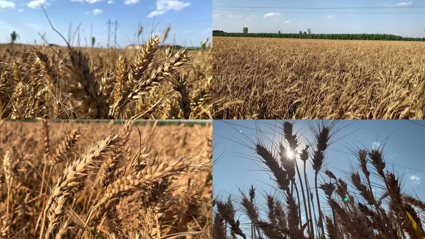 小麦丰收