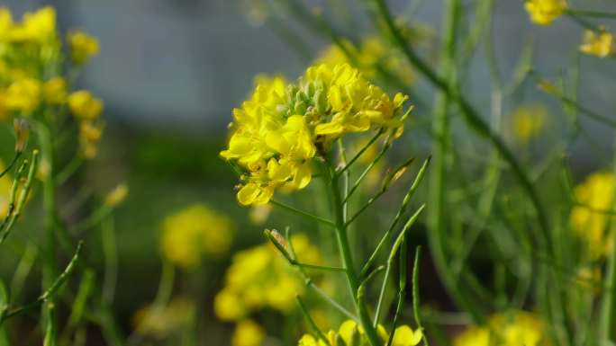 油菜花 油菜 青菜 芸薹 云苔