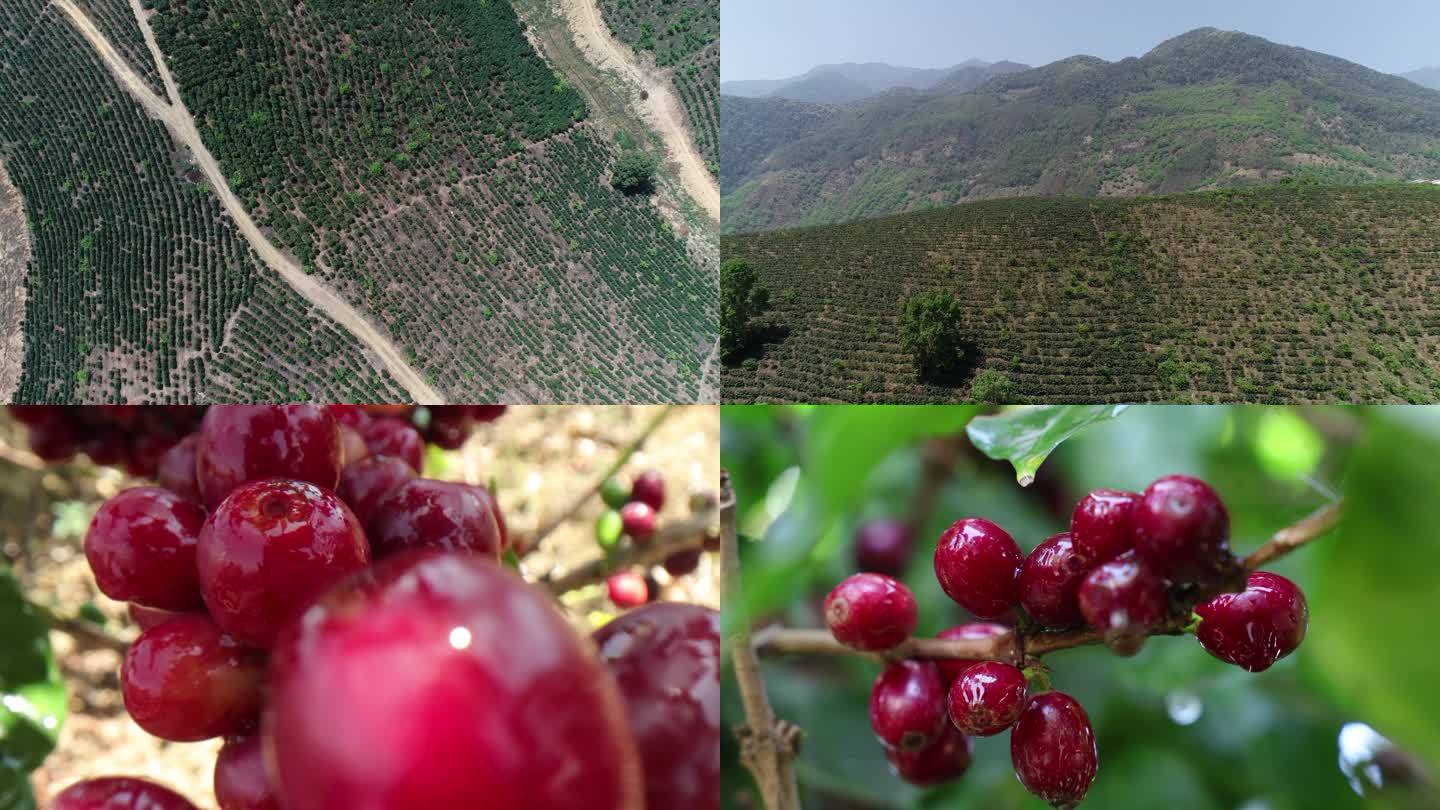 云南保山小粒咖啡种植基地和咖啡果