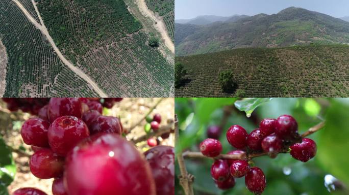 云南保山小粒咖啡种植基地和咖啡果