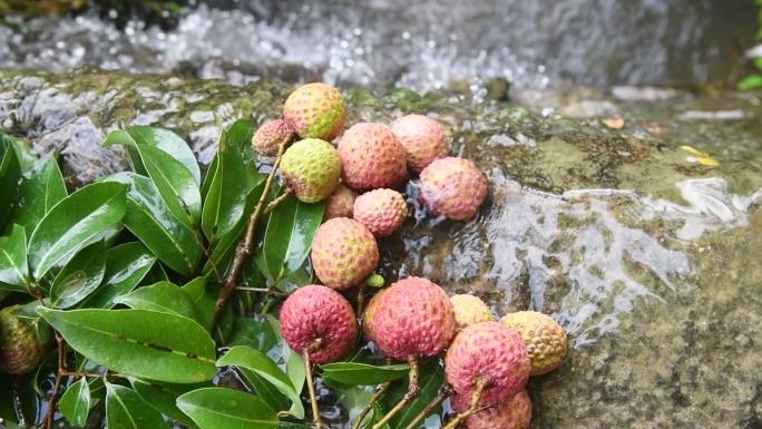 夏至荔枝 溪水荔枝 清凉可口