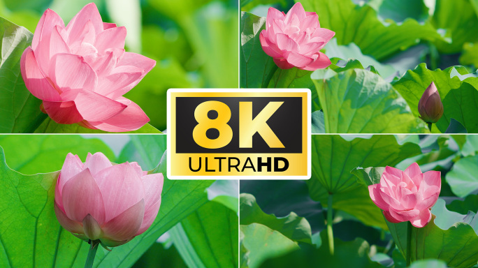 8k 荷花