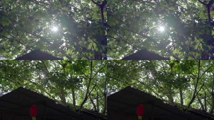 夏季路边茶棚树叶逆光拍摄