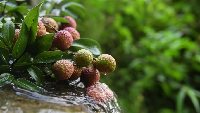 夏至荔枝 溪水荔枝 清凉可口