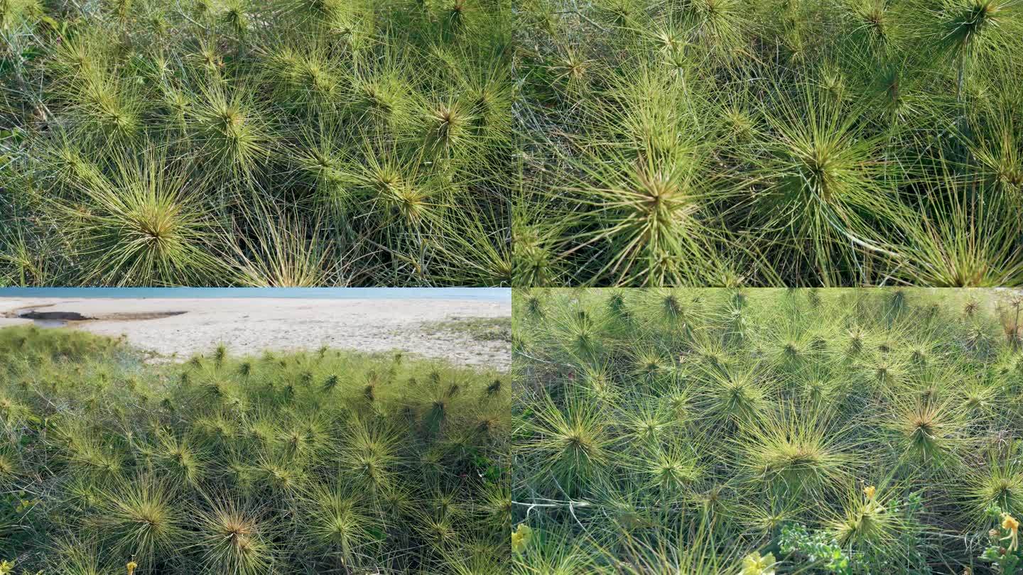 海滩滨刺草