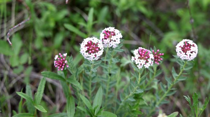 野生植物狼毒花