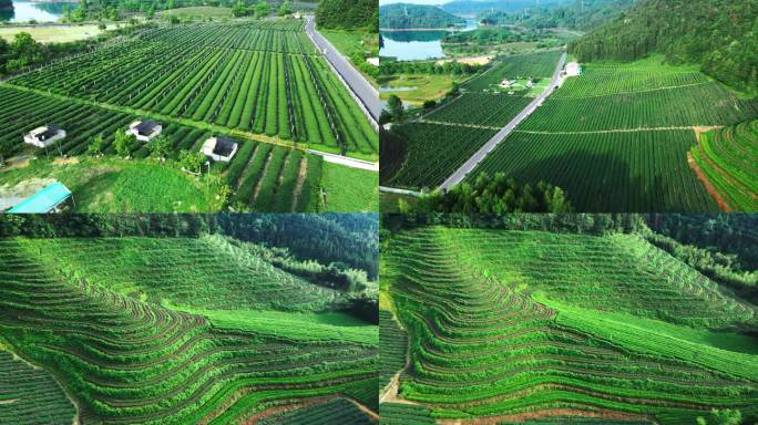 茶茶园茶山风光 绿水青山 新农村