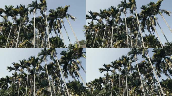 夏天海南的椰树林