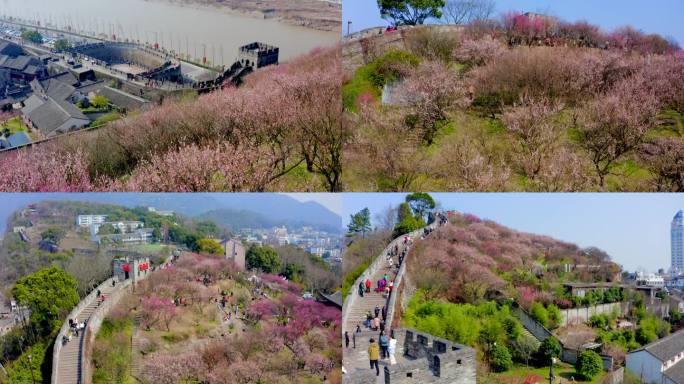 「有版权」航拍台州府城古城墙桃花盛开4K