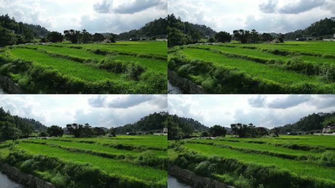 乡村稻田舒适治愈风景