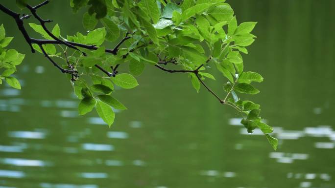 雨后的翠湖美景