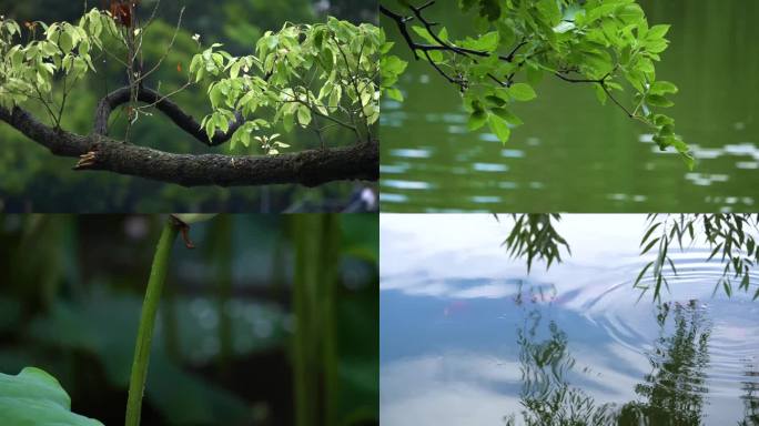 雨后的翠湖美景