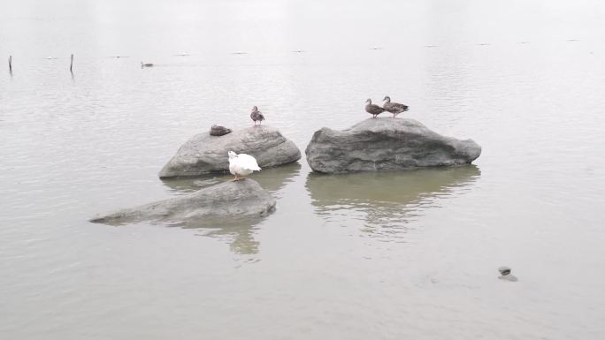 广州海珠湖湿地公园 实拍湖边风景 鸭子