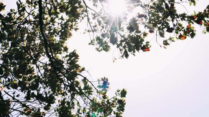 4K拍摄正午的阳光透过茂密的树枝