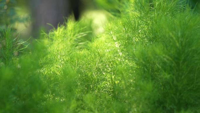 自然松柏绿植树叶阳光唯美光影4k视频素材