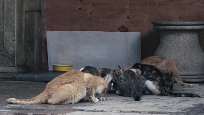 一群正在进食的流浪猫