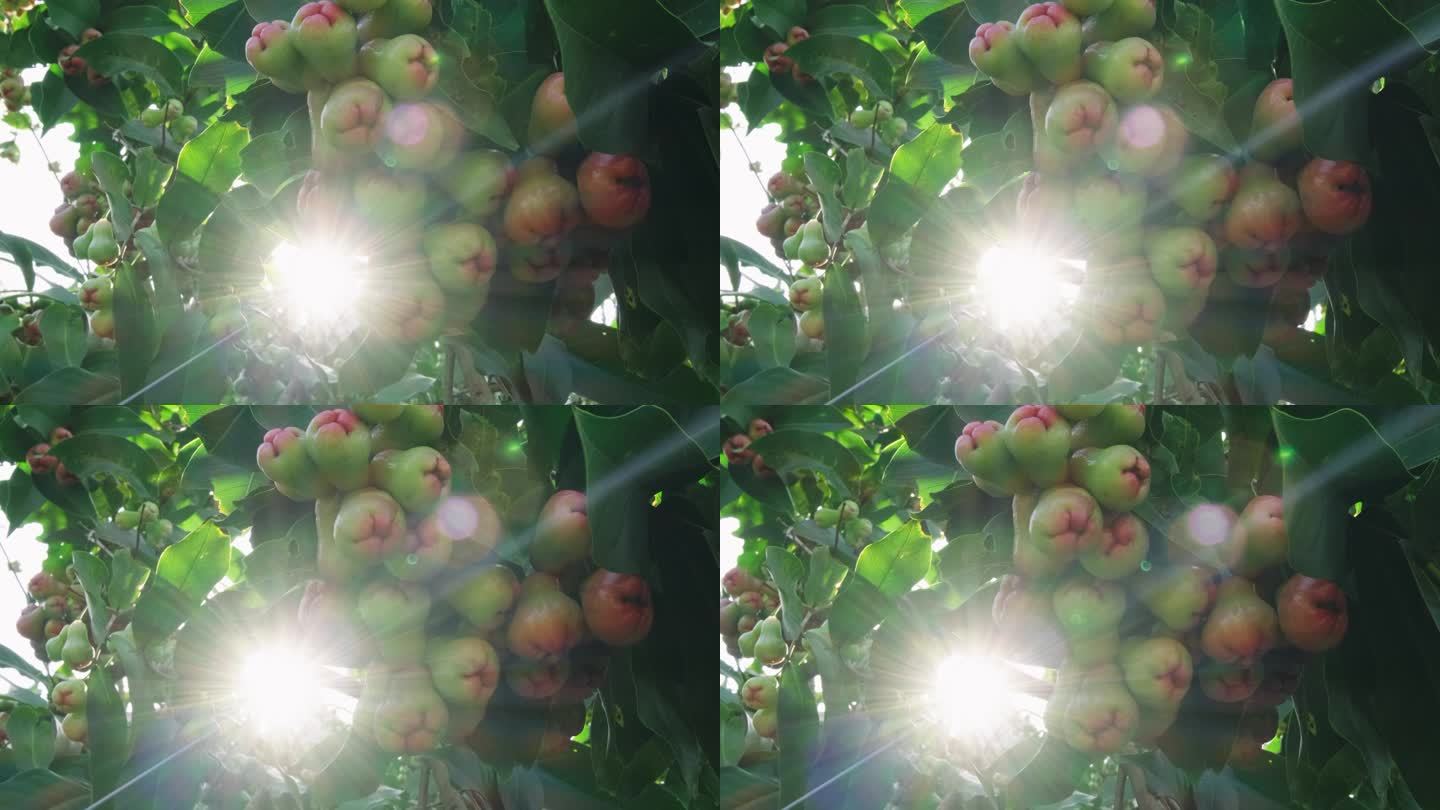 4K拍摄长在树上的海南热带水果莲雾