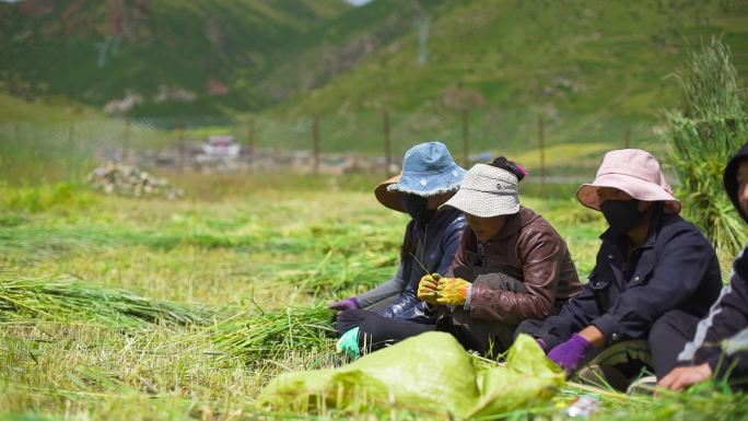 草垛 牧区 新疆 冬季 牧草 秋天