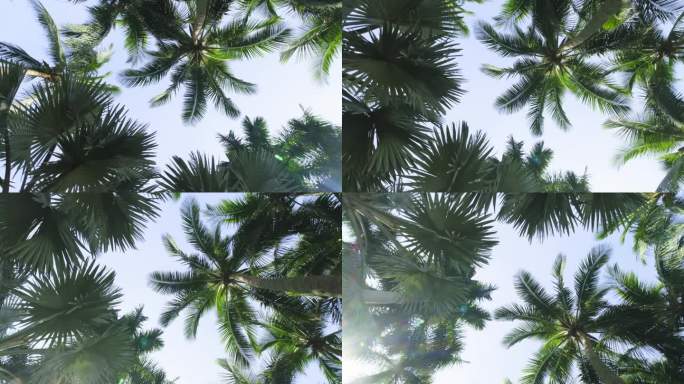夏天海南的椰树林
