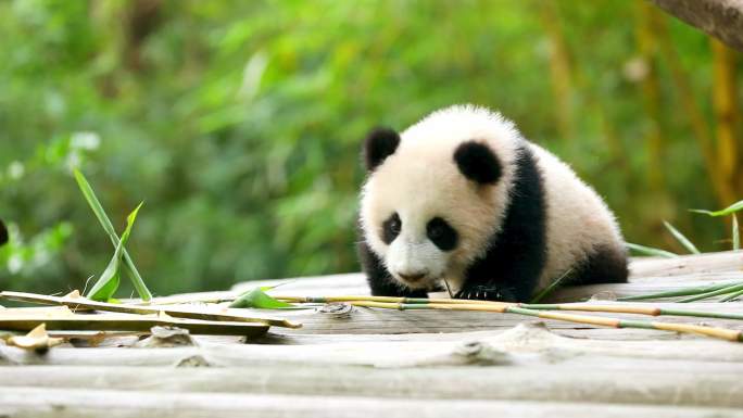 大熊猫视频素材 熊猫宝宝  熊猫吃竹子