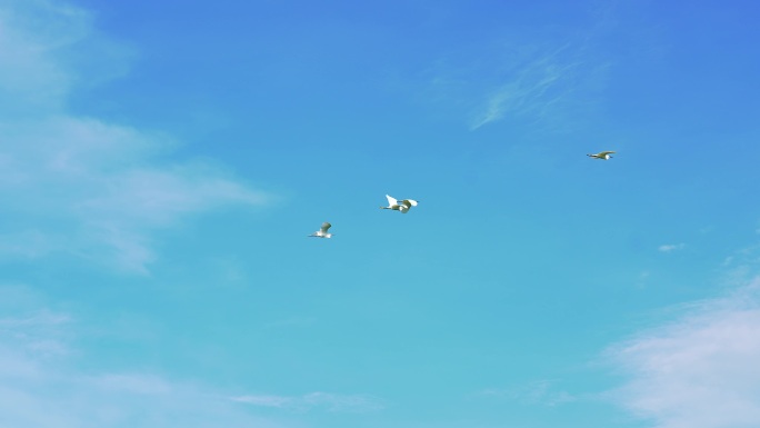白鹭天空飞翔鸟群自由翱翔唯美4k视频素材