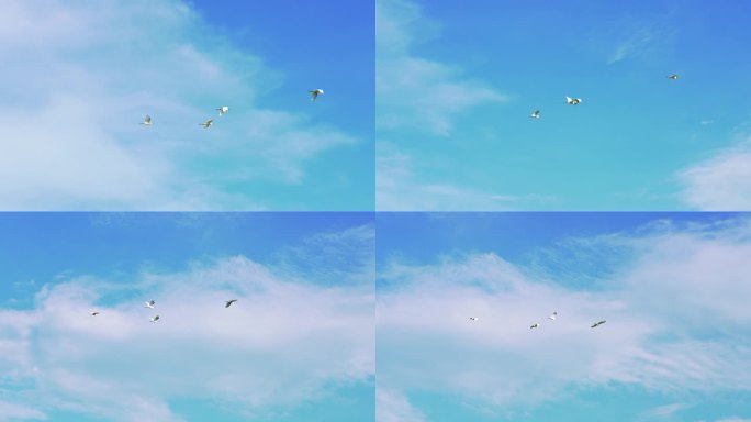 白鹭天空飞翔鸟群自由翱翔唯美4k视频素材