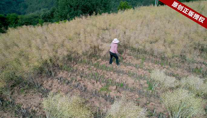 油菜籽成熟了人工用镰刀手工收割油菜籽