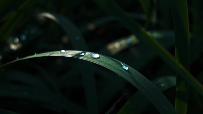 阳光洒在水珠上