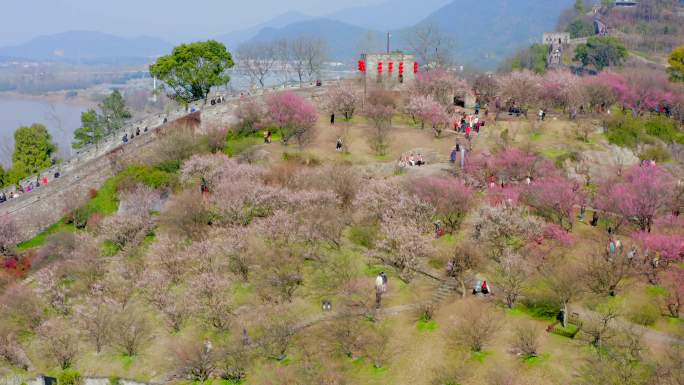 「有版权」航拍台州府城古城墙桃花盛开4K