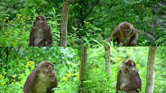 野生猴子特写藏酋猴猕猴视频素材
