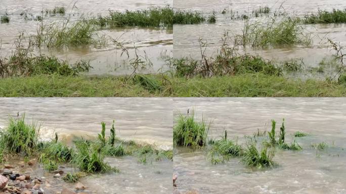 河水上升河边野草浸泡河涝洪流洪水河水上涨